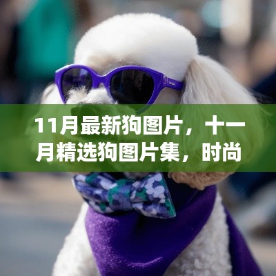 十一月精选时尚潮流狗图片集,知识与潮流的交汇点