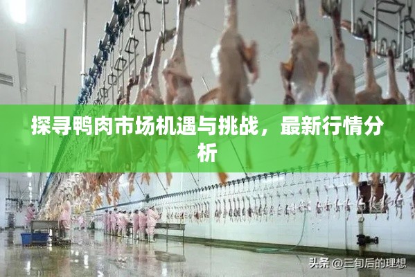探寻鸭肉市场机遇与挑战,最新行情分析
