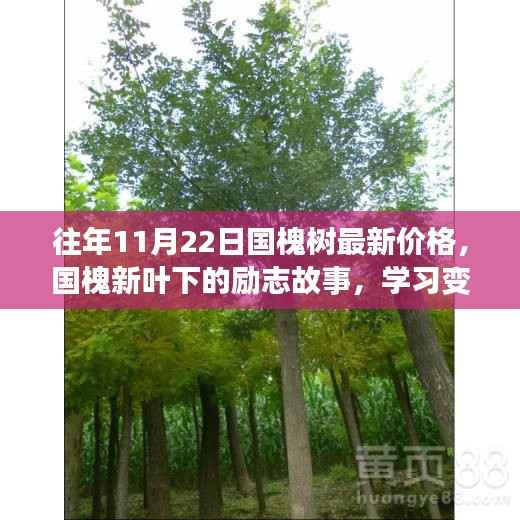 国槐新叶下的励志故事,价格变迁与自信成就之源