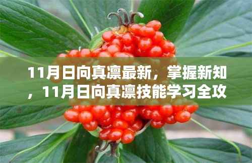 11月日向真凛技能学习全攻略,最新知识与技能的掌握
