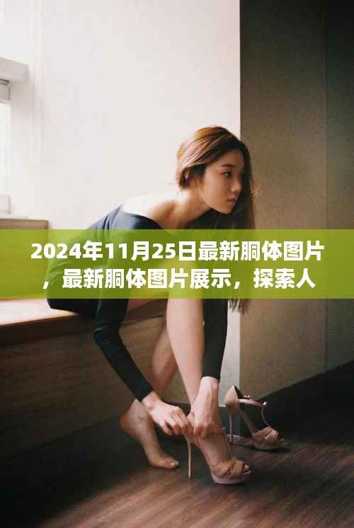 最新胴体图片探索,人体之美的深度与细节展示(2024年11月25日更新)