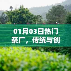 01月03日热门茶厂,传统与创新交融处