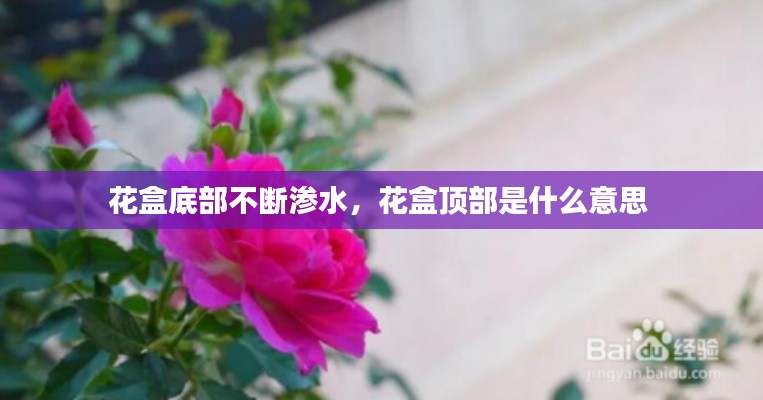 花盒底部不断渗水,花盒顶部是什么意思