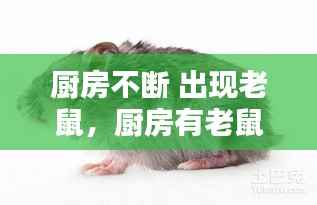 厨房不断 出现老鼠,厨房有老鼠怎么办能除根