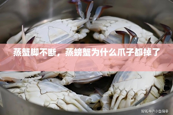 蒸蟹脚不断,蒸螃蟹为什么爪子都掉了
