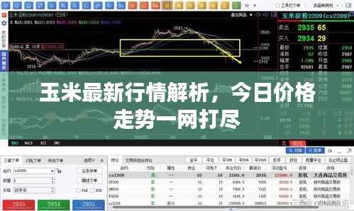 玉米最新行情解析,今日价格走势一网打尽