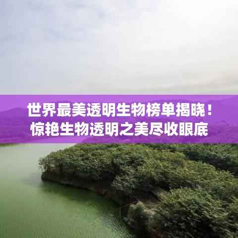 世界最美透明生物榜单揭晓!惊艳生物透明之美尽收眼底