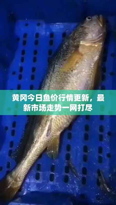 黄冈今日鱼价行情更新,最新市场走势一网打尽