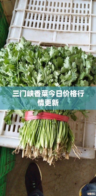三门峡香菜今日价格行情更新