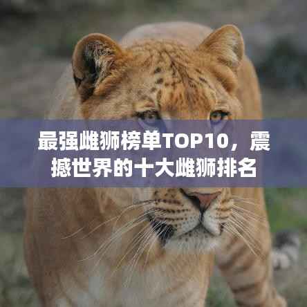 最强雌狮榜单TOP10,震撼世界的十大雌狮排名