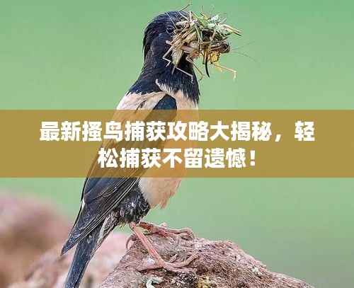 最新搔鸟捕获攻略大揭秘,轻松捕获不留遗憾!