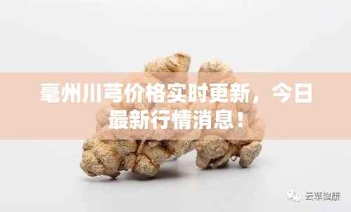 毫州川芎价格实时更新，今日最新行情消息！
